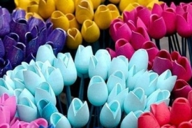 Tulipány ve všech barevných odstínech